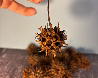Double-Santized Sweetgum Pods - Reptile/Isopod Supplies