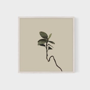 Square Wall Art Print Modern Country Wall Decor Boho Nature Wall Art Minimalist Plant Photography Printable Plant Art Tan, Taupe image 2