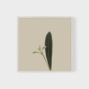 Minimal Botanical Art Printable Plant Art Rustic Country Wall Decor Plant Photography Instant Download Square Boho Wall Art image 2