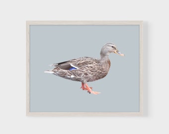 Minimalist Duck Art Print | Country Wall Decor | Blue-winged Teal Printable Bird Art | Blue Wall Art Download | Wildlife Illustration