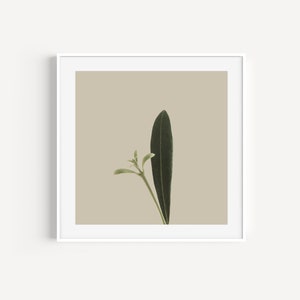 Minimal Botanical Art Printable Plant Art Rustic Country Wall Decor Plant Photography Instant Download Square Boho Wall Art image 4