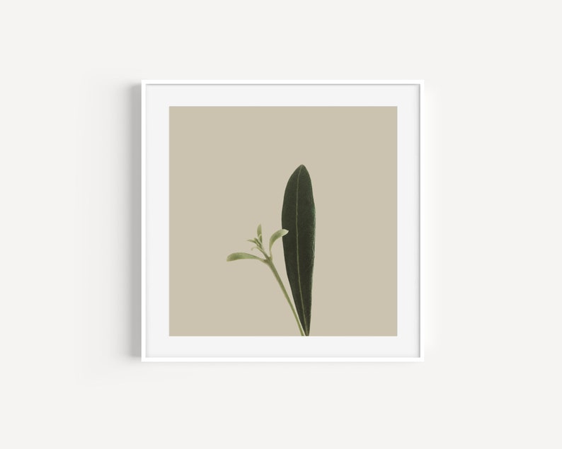 Minimal Botanical Art Printable Plant Art Rustic Country Wall Decor Plant Photography Instant Download Square Boho Wall Art image 4