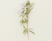 Floral Variations No. 2,  Macro Nature Photography,  Modern Floral Art Print, Country Cottage, Cream Beige, Green and Lilac