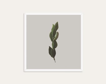 Impressão botânica minimalista | Fotografia de folha verde | Arte de parede com plantas em tons neutros | Impressão moderna da natureza