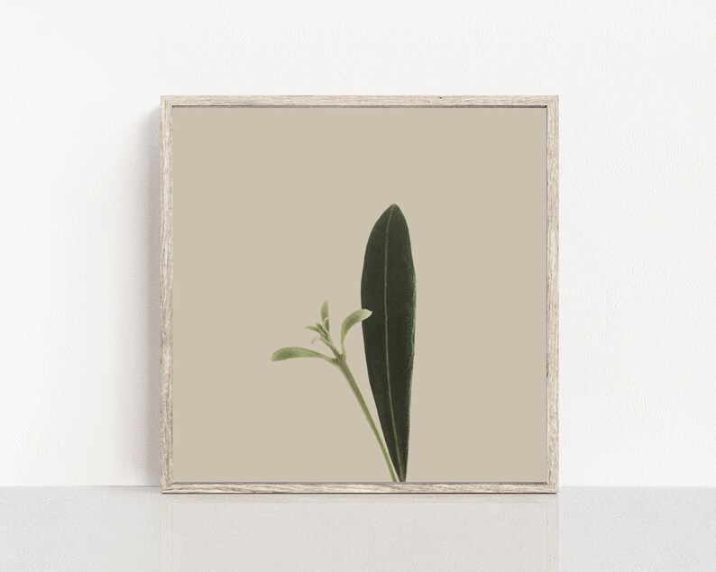 Minimal Botanical Art Printable Plant Art Rustic Country Wall Decor Plant Photography Instant Download Square Boho Wall Art image 5