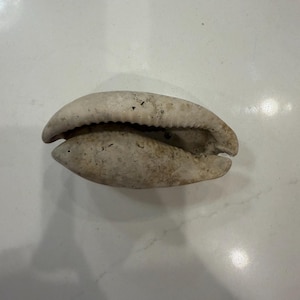 May include: A single off-white cowrie shell with a smooth, rounded exterior and a central longitudinal opening featuring small, tooth-like ridges along the edges. The shell displays natural variations in color and texture across its surface.