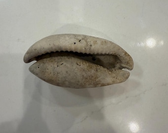 化石化したタカラガイの貝殻