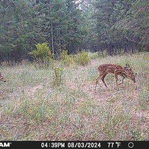 May include: Three young deer in a grassy forest clearing. The deer are brown with white spots and are standing in a field of green grass. The deer are looking at the camera. The image was taken with a trail camera.