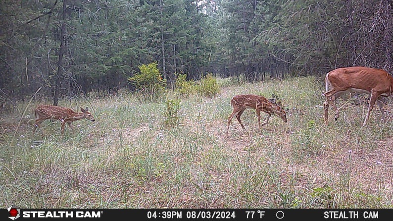 May include: Three young deer in a grassy forest clearing. The deer are brown with white spots and are standing in a field of green grass. The deer are looking at the camera. The image was taken with a trail camera.