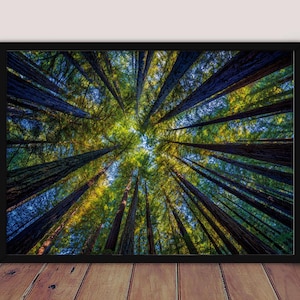 Forest Canopy Wall Art, Tall Tree Photography Print, Nature Landscape Canvas, Woodland Poster, Green Forest Decor For Living Room