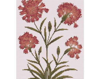 Dianthus - Botanisk teckning cirka 1630 e.Kr. Korsstygnsmönster - Digital nedladdning