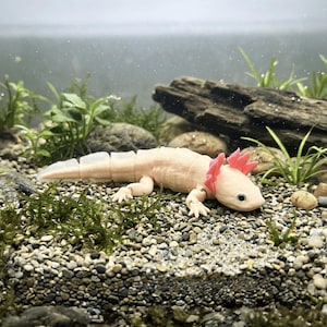 Axolotl articulé réaliste / Poisson marcheur mexicain | Axolotl Flexi