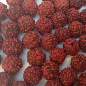 8mm  Rudraksha  (Rudraksh) Traditional Red Stained Holy Beads from Vrindavan Wholesale Bulk