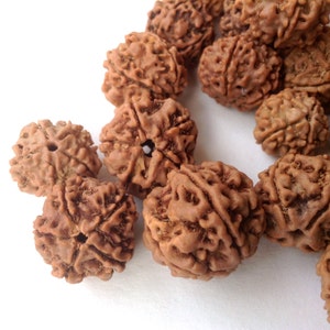 Rudraksha 5 Mukhi 5 Face Large 13mm to 20mm 100 Seed Beads Wholesale Bulk From Vrindavan RB0001