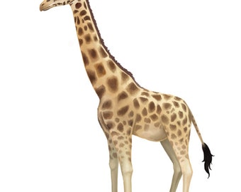 Giraffe Decal Animal Wall Sticker