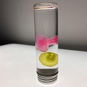 染色されたクラゲのウェット標本セット、黄色とローズピンクのクラゲがガラス瓶に入っており、海洋生物の珍品ディスプレイ、珍しい贈り物に最適です。
