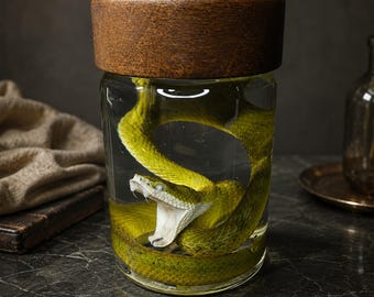 Ethically Sourced Green Reptile Wet Specimen Bottle, Wooden Top Glass Curio Jar for Dark Academia Oddity Collection