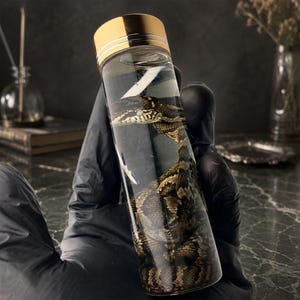 Spécimen humide de serpent pour animaux de compagnie dans un bocal en verre, étrangeté de serpent rayé de source éthique, cadeau déco pour cabinet de curiosité