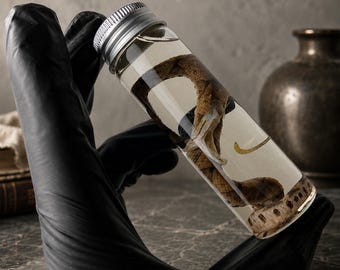Mini Open Mouth Snake Wet Specimen, Preserved Captive-Bred Snake in Glass Jar, Ethical Reptile Curiosity Display