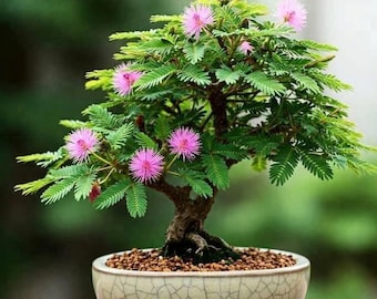 Sensitive Plant - Mimosa Pudica - Shameplant - Live Plant in 3