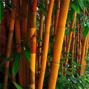 50 orange bambufrön klumpar exotisk bambuväxt avskild trädgård prydnadsväxt