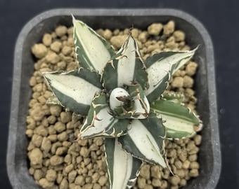 Agave titanota FO076 Planta variegada Hojas grandes Bajo mantenimiento Suculenta saludable Plantas de regalo para inauguración de casa Vínculo emocional Ejemplar raro