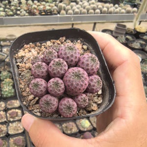 Puede incluir: Un grupo de pequeñas suculentas redondas de tonos púrpuras con una superficie texturizada similar a escamas, plantadas en un recipiente cuadrado de plástico negro con grava y tierra, mostrando un crecimiento denso con múltiples tallos.