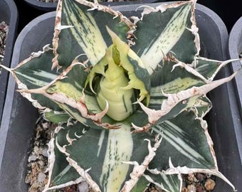 Agave titanota 'werewolf' Variegated  A unique gift for those who love succulent plants-A Tribute to Resilience, Sacrifice, and Farewell