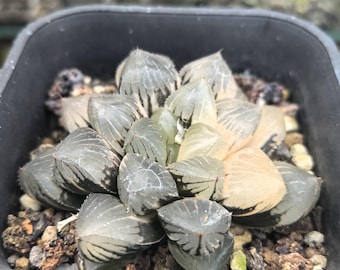 Haworthia jellyfish variegata Exact Specimen-WYSIWYG-Exactly as shown A unique gift for those who love succulent plants
