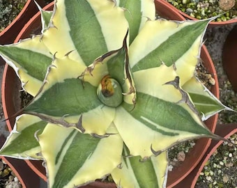 Agave 'Snaggle Tooth' (planta viva) Hojas grandes Bajo mantenimiento Suculenta saludable Regalo de inauguración de casa Plantas que acompañan a los niños Vínculo emocional