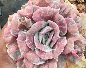 Echeveria Red Marble, también conocida como Scarlet Witch, variegada, ejemplar raro, suculenta al por mayor, bajo mantenimiento.