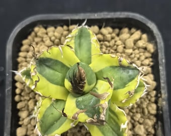 Agave titanota 'Magic pill' Bunte lebende Pflanze Großes Blatt Pflegeleicht Gesund Sukkulente Housewarming Geschenk Pflanzen Emotionale Bindung