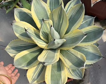 Agave Parryi Truncata 'Orizaba' - アガベ パリー トランカタ
