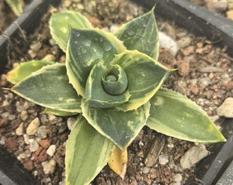 Agave Pixie "Tinkerbell" Variegated live plant Housewarming Gift Plants Emotional Bond-A Tribute to Resilience, Sacrifice, and Farewell