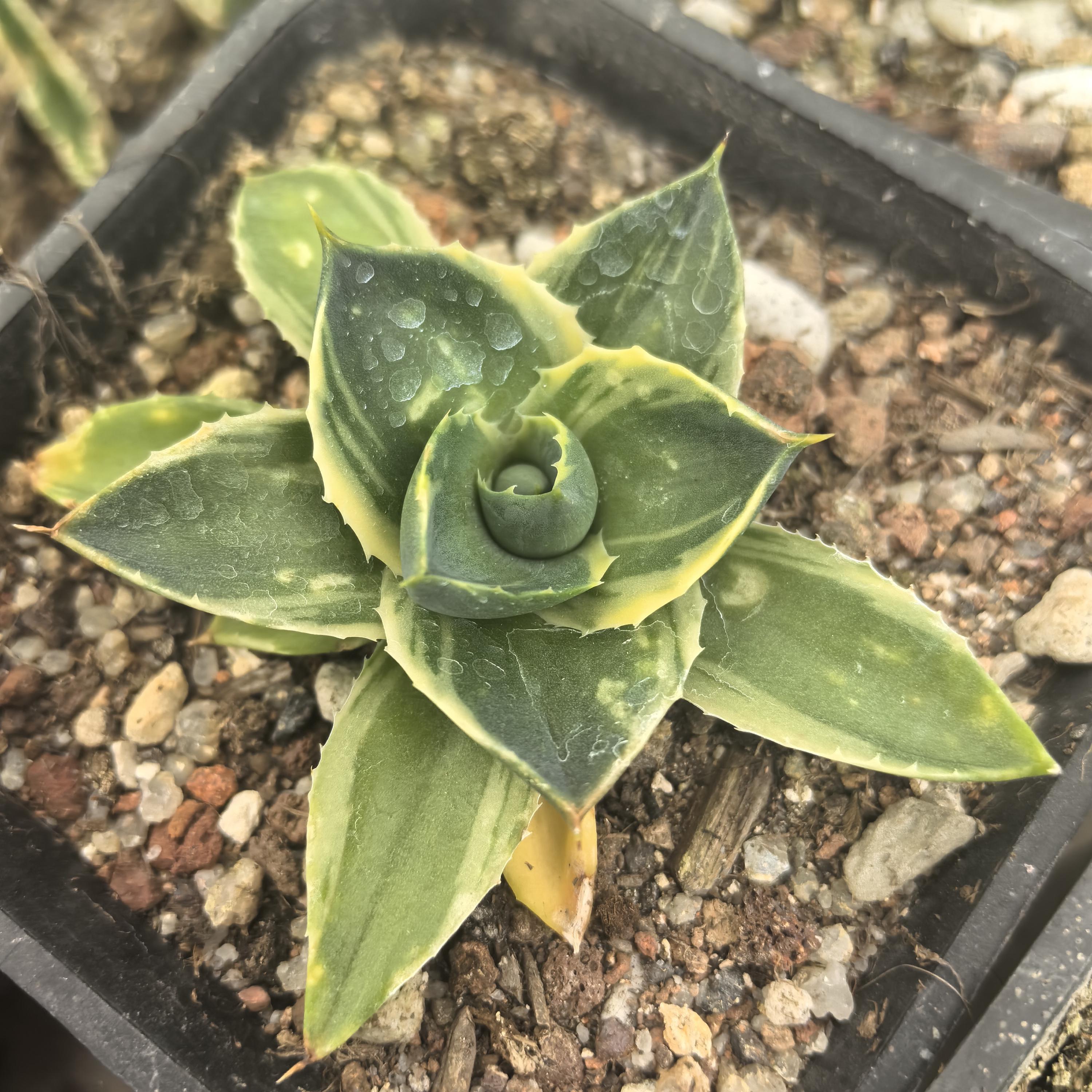 Agave Pixie 