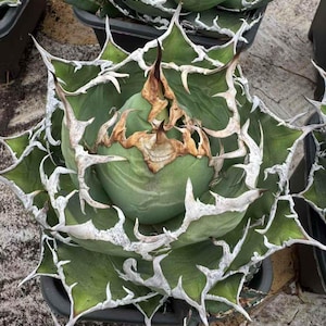 Agave potatorum - Etsy 日本
