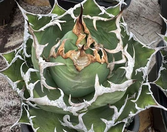 Agave titanota 'Caesar ‘ live plant Large leaf Low maintenance Healthy Succulent Housewarming Gift Plants Emotional Bond Rare Specimen