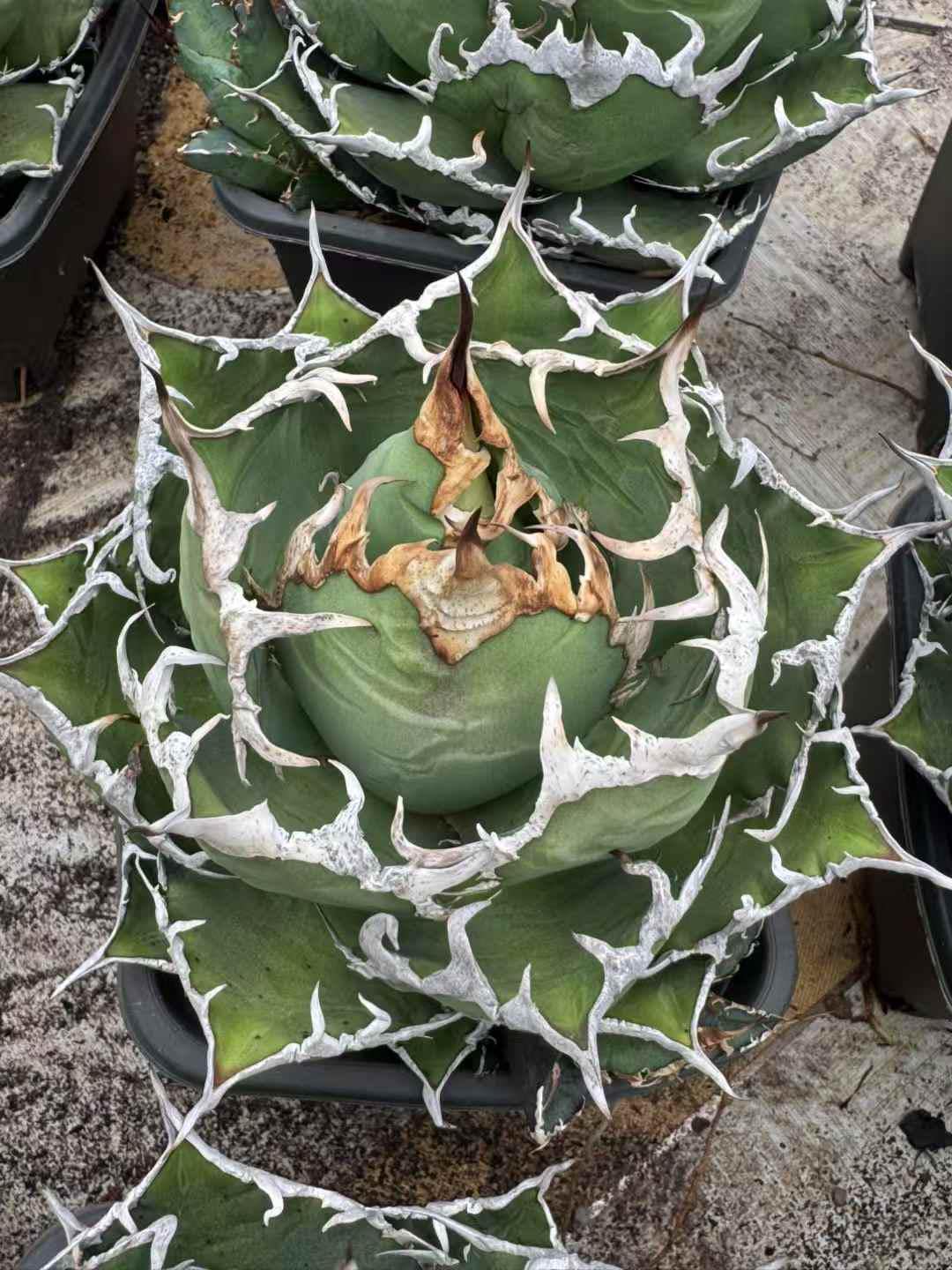 940] アガベ パラサナ / agave parrasana 信州実生 Agave parrasana