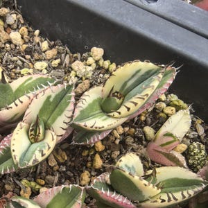 Agave Juggernaut - Etsy