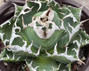 Agave Titanota 'caesar' - アガベ チタノタ “シーザー” - 凱撒嚴龍