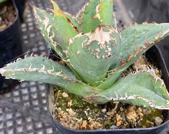 Agave titanota 'Hemp Flower' live plant Large leaf Low maintenance Healthy Succulent Housewarming Gift Plants Emotional Bond