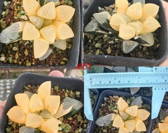 Hawortia bayericorrforme