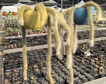 Winterocereus colademononis, também conhecida como cauda-de-macaco, é uma planta pendente, trepadeira, de baixa manutenção, saudável e suculenta, ideal para presente de boas-vindas.