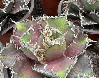 Agave Parryi Truncata 'Orizaba' - アガベ パリー トランカタ