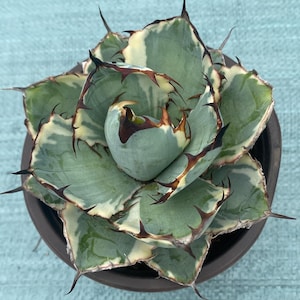 Agave Titanota Variegada Negro y Azul, Ejemplar Raro, Planta Viva, Hoja Grande, Bajo Mantenimiento, Suculenta Saludable - Tienda Especializada en Agaves