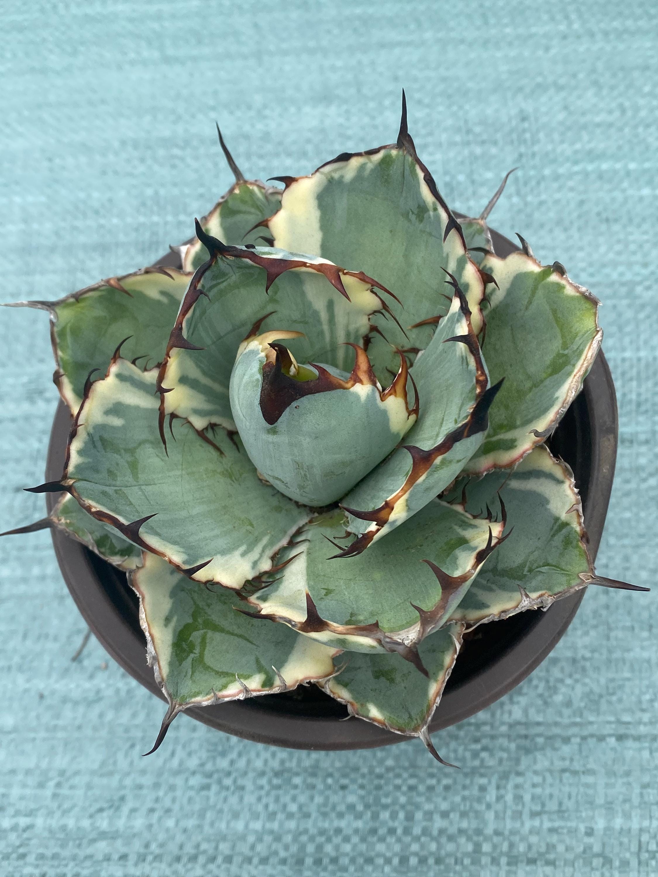 Agave Parryi Orizaba - Etsy