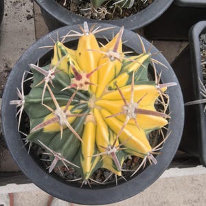 Puede incluir: Un cactus Gymnocalycium variegado en una maceta de plástico negra, con un patrón llamativo de segmentos de color amarillo brillante y verde bosque profundo. La planta tiene espinas prominentes, afiladas y claras que irradian desde cada costilla.