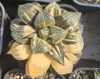 Haworthia magnifica var. splendens variegated live plant Healthy Succulent Housewarming Gift Plants home boobie gift rare aroid plant