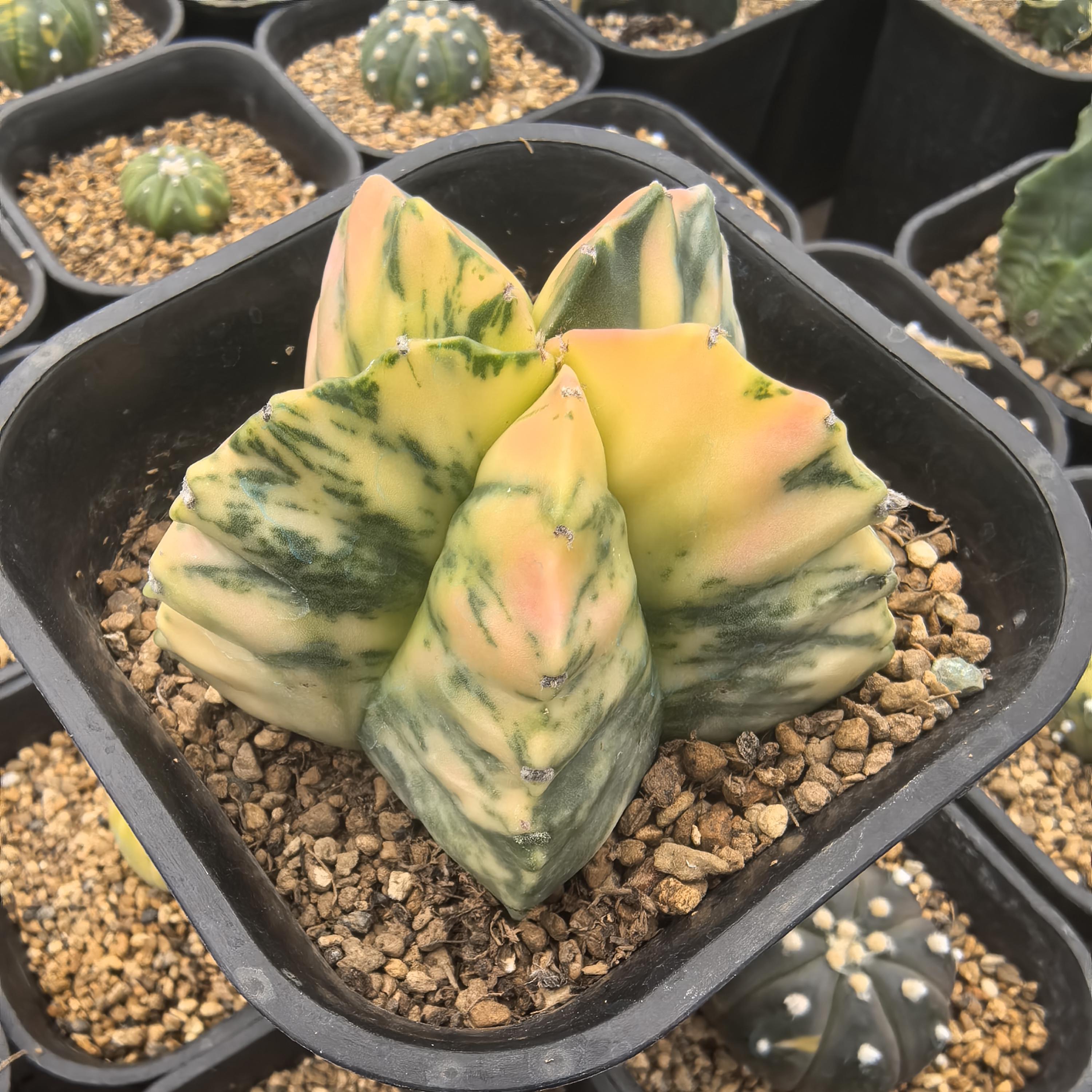 Variegated Astrophytum Kikko - Etsy