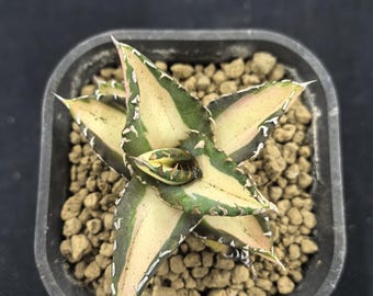 Agave titanota 'White Fire' Pianta viva variegata Foglie grandi Bassa manutenzione Sana Succulenta Regalo per l'inaugurazione della casa Piante Legame emotivo